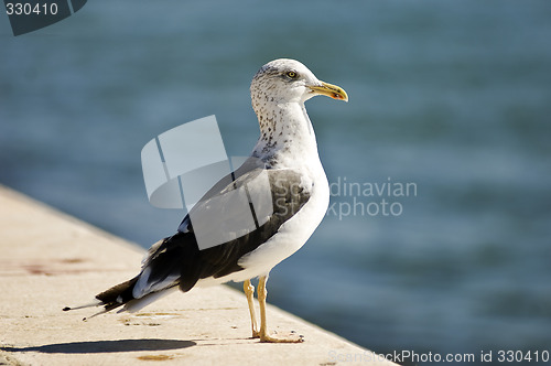 Image of Seagull standing on a ledge