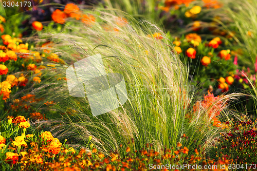 Image of Small red flowers at spring