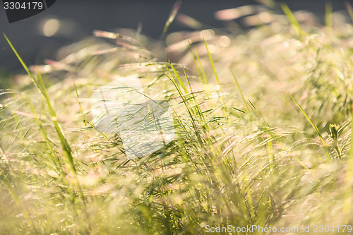 Image of Green grass in artistic composition