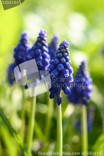 Image of Small blue flowers at spring