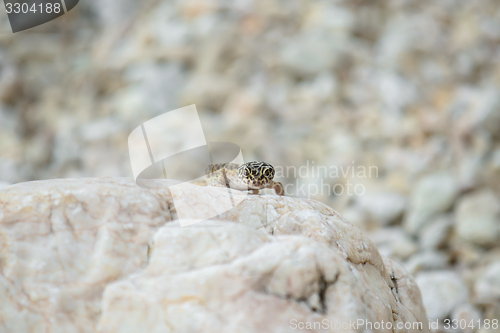 Image of Gecko lizard on rocks 