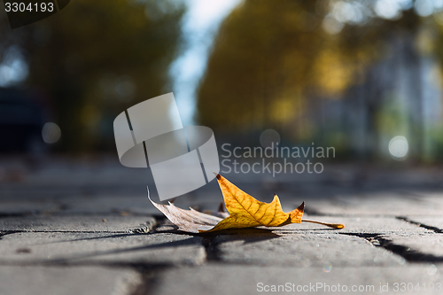 Image of Autumnal leaf on the ground