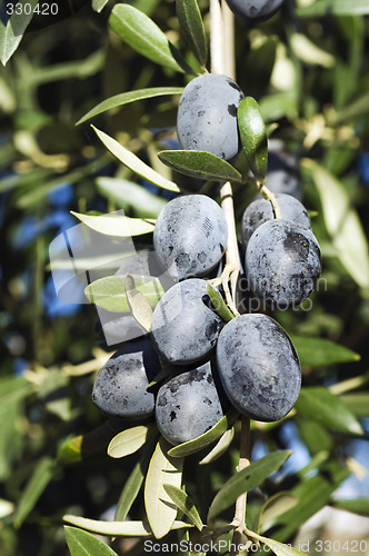 Image of Black olives