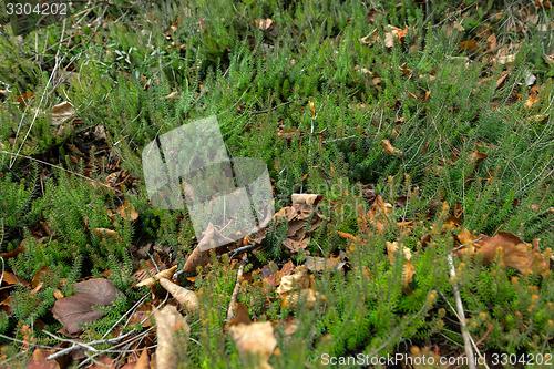 Image of Green moss on tree trunk