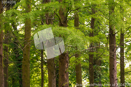 Image of Green leaves of a tree in sunlight