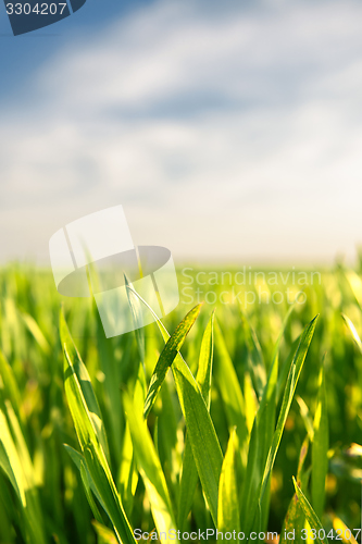 Image of Closeup photo of fresh green grass