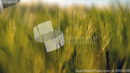 Image of Closeup photo of some fresh wheat