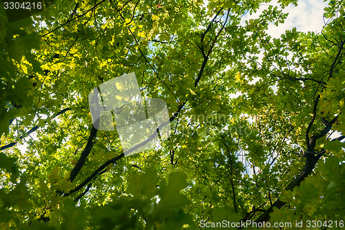 Image of Small green leaves at spring