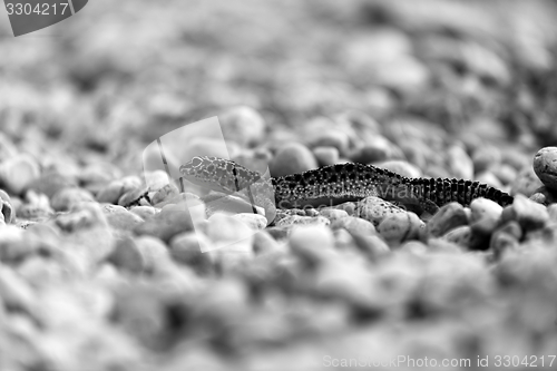 Image of Gecko lizard on rocks 