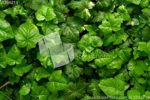 Image of Fresh plant closeup photo