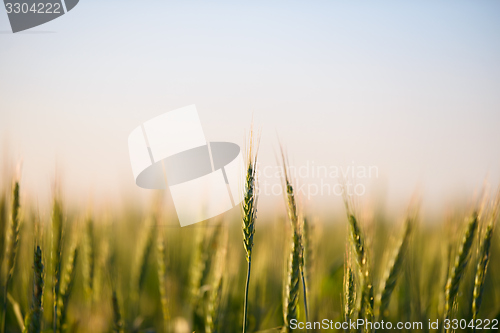 Image of Closeup photo of some fresh wheat