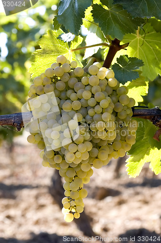 Image of Bunch of white grapes on vine