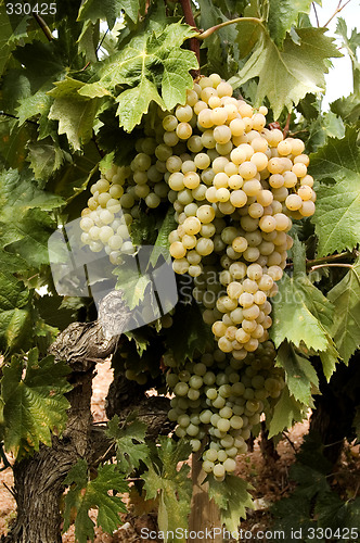 Image of White grapes on vine