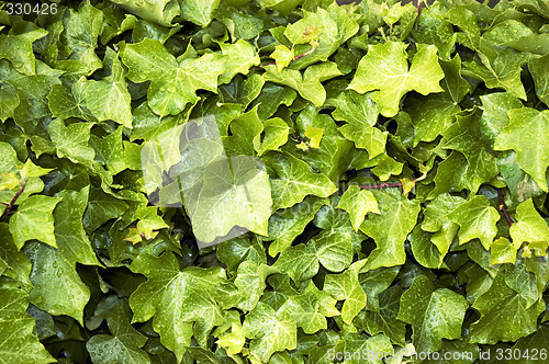 Image of Closeup of ivy vines