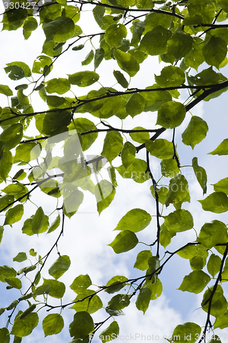 Image of Mulberry leaves