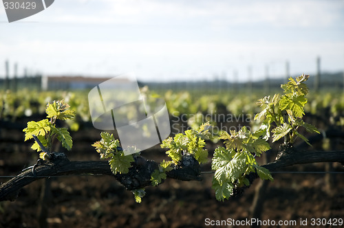 Image of Tender spring grape vines