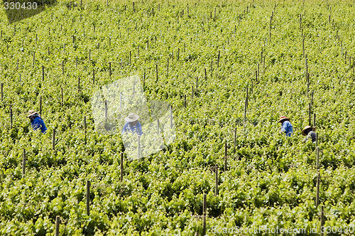 Image of Harvesting grapes