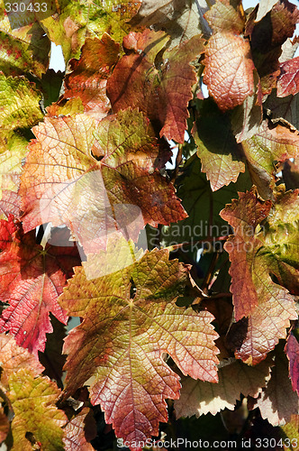 Image of Grapevines in autumn