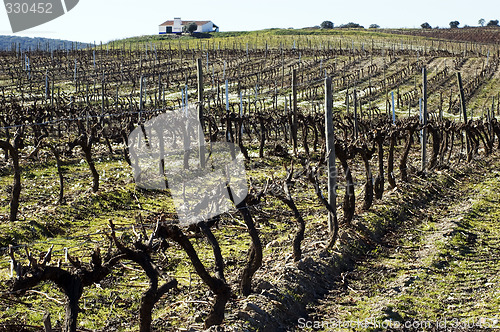 Image of Vineyard in winter