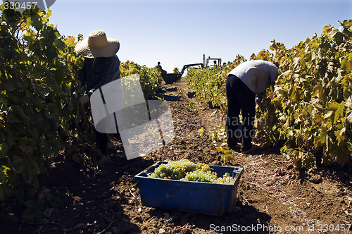 Image of Grape-gathering