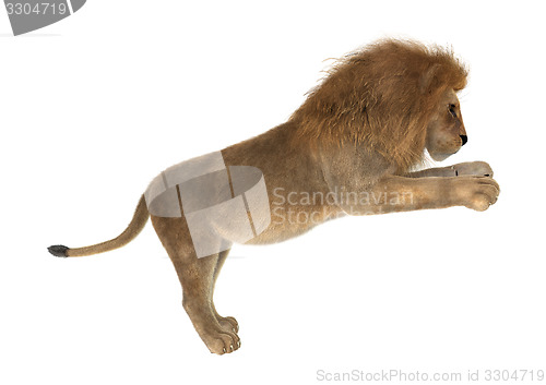 Image of Male Lion