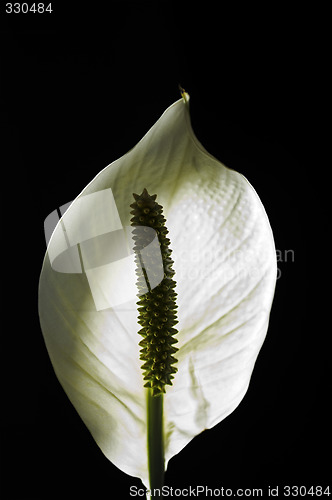 Image of Arum lily