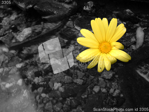 Image of yellow flower in water