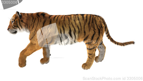 Image of Tiger