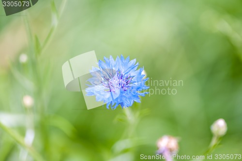 Image of The blue cornflower and a green grass.