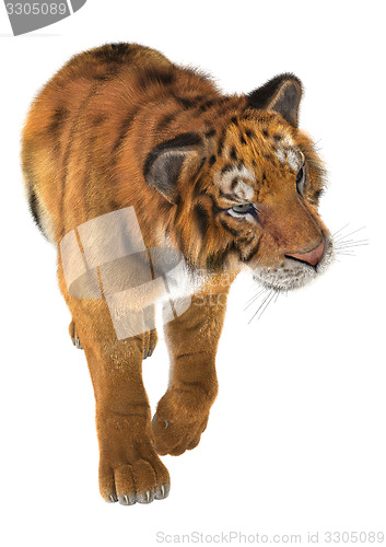 Image of Tiger