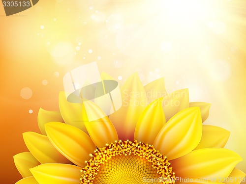 Image of Macro SunFlower Background. EPS 10
