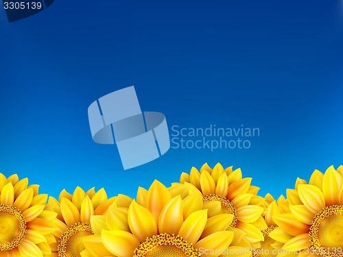 Image of Field of sunflowers and blue sky. EPS 10