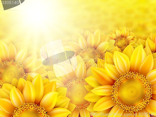 Image of Sunflower petals with summer sun. EPS 10