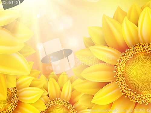 Image of Macro SunFlower Background. EPS 10