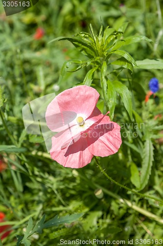 Image of wild poppy flower