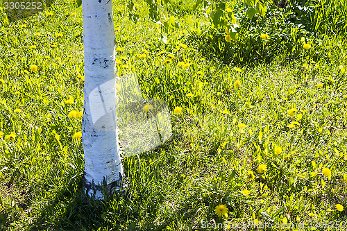 Image of Birches trunk and dandelions in summer