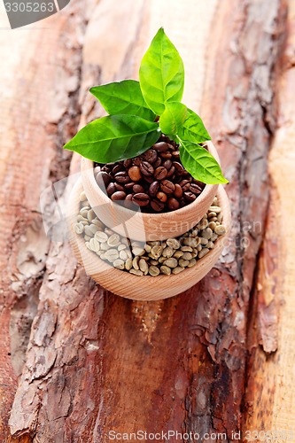 Image of coffee beans