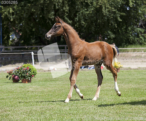 Image of brown young Holsteiner foals