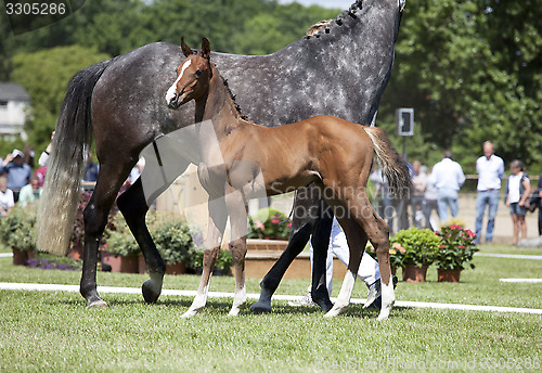 Image of Holsteiner foal show