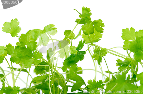 Image of Fresh Parsley
