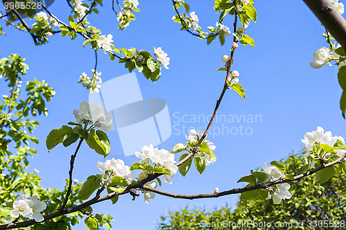 Image of Flowers of apple tree