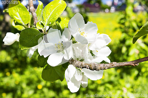 Image of Apple tree flowers close