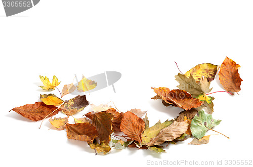 Image of Autumn dry maple leafs on white background