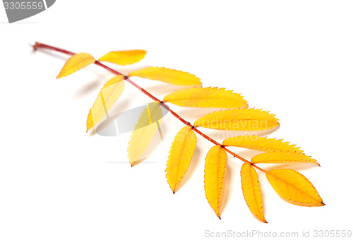 Image of Yellow autumn rowan leaves on white background