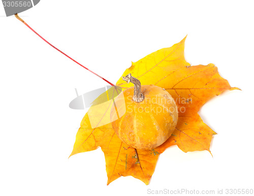 Image of Decorative pumpkin on autumn maple-leaf on white background