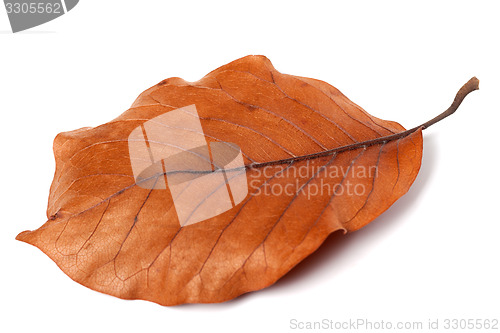 Image of Dry autumn leaf of magnolia