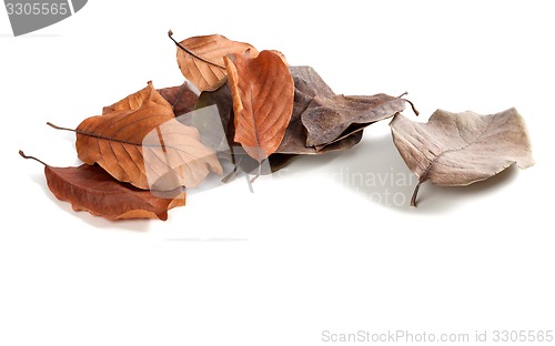 Image of Autumn dry magnolia leaves on white background