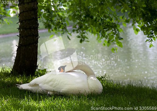 Image of Mute swan on grass under the tree