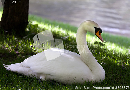 Image of Mute swan on grass under shadow of tree