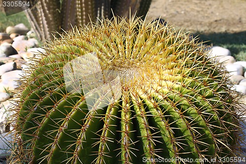 Image of Golden ball cactus